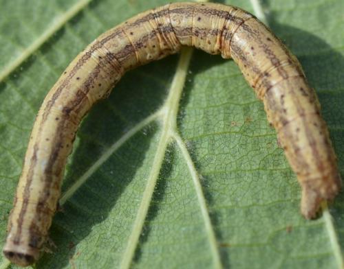 Réf. 266 905 : Peribatodes rhomboidaria